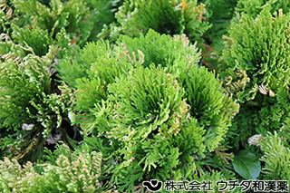 イワヒバ　イワヒバ科