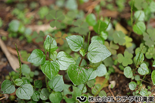 ペペロミア　ペルシダ　コショウ科