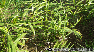 ショウガ　ショウガ科