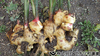 ショウガ　ショウガ科