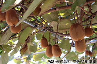 キウイ（実）マタタビ科