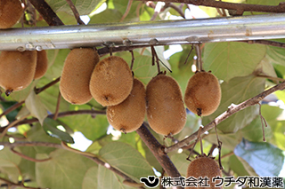 キウイ（実）マタタビ科