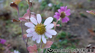 リュウノウギク　キク科