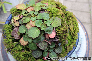 ユキノシタ（葉）ユキノシタ科