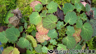 ユキノシタ（葉）ユキノシタ科