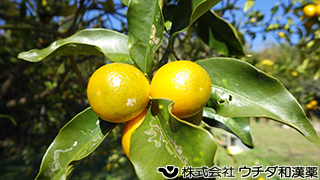 キンカン（果実）ミカン科