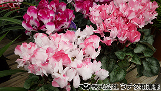 シクラメン（花）サクラソウ科