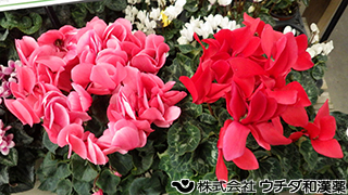 シクラメン（花）サクラソウ科
