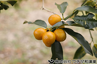 キンカン　ミカン科