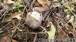 フキ　キク科