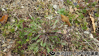 ナズナ　アブラナ科