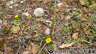 セイヨウタンポポ　キク科