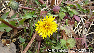 セイヨウタンポポ　キク科
