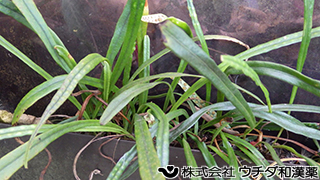 ノキシノブ（葉）ウラボシ科