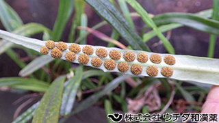 ノキシノブ（葉）ウラボシ科