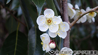 ウメ（花）バラ科