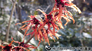 マンサク（花）マンサク科