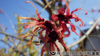 マンサク（花）マンサク科