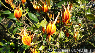 クチナシ(実)　アカネ科