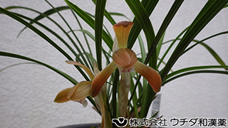 シュンラン　ラン科