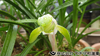 シュンラン　ラン科