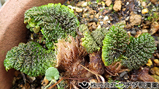イワタバコ　イワタバコ科