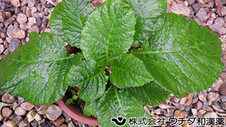 イワタバコ　イワタバコ科