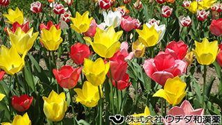 チューリップ　ユリ科