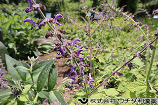 タンジン　シソ科