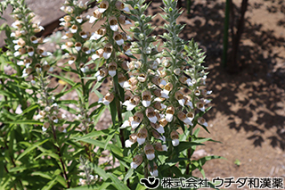 ケジキタリス　ゴマノハグサ科