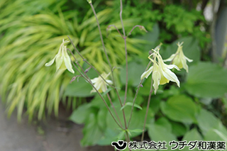 ヤマオダマキ　キンポウゲ科