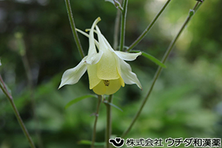 ヤマオダマキ　キンポウゲ科