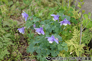 ミヤマオダマキ　キンポウゲ科