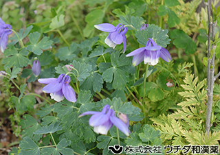 ミヤマオダマキ　キンポウゲ科