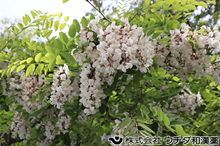ニセアカシア（花）　マメ科