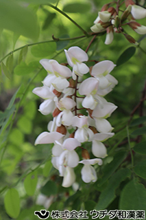 ニセアカシア（花）　マメ科