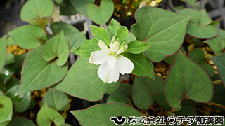 ドクダミ（葉、花）　ドクダミ科