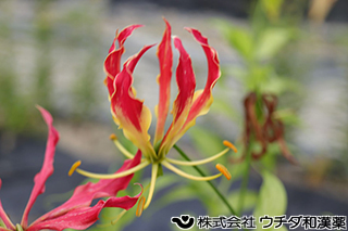 ユリグルマ　ユリ科