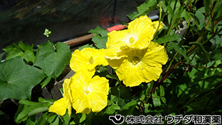 ヘチマ　ウリ科