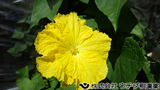 ヘチマ　ウリ科