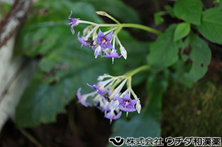 イワタバコ　イワタバコ科