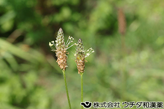 ヘラオオバコ　オオバコ科