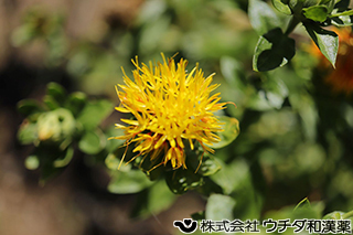 ベニバナ　キク科