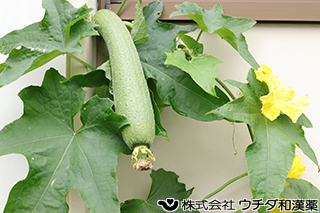 ヘチマ（実）　ウリ科