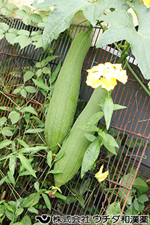 ヘチマ（実）　ウリ科