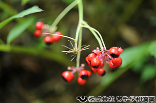 トチバニンジン（実）　ウコギ科