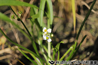 オモダカ（花）　オモダカ科
