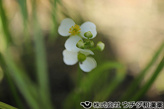 オモダカ（花）　オモダカ科