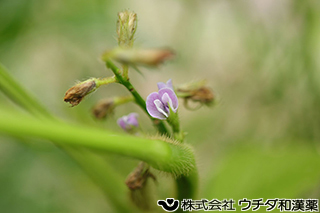 ダイズ　マメ科