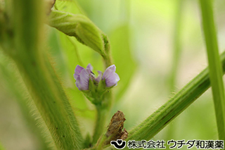 ダイズ　マメ科